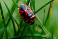 Eurydema dominulus