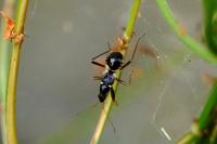 Himacerus mirmicoides