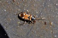 Raglius alboacuminatus