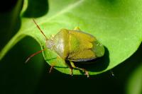 Piezodorus lituratus
