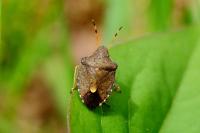 Peribalus strictus