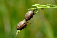 Neottiglossa pusilla