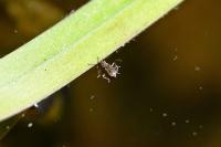 Microvelia reticulata