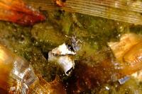 Microvelia reticulata