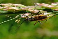 Leptopterna dolabrata
