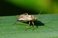 Lygus rugulipennis