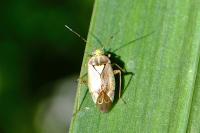 Lygus rugulipennis