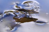 Gerris gibbifer
