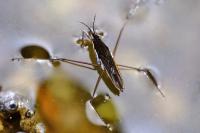 Gerris gibbifer