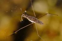 Gerris lacustris