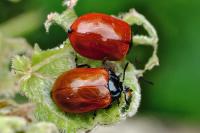 Chrysomela populi