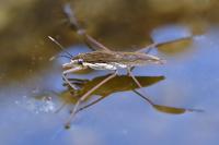 Gerris gibbifer