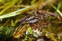 Gerris lacustris