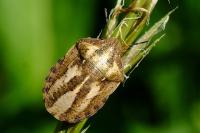 Eurygaster maura
