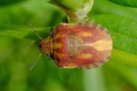 Eurygaster testudinaria