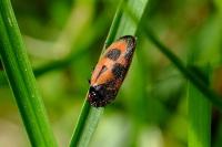 Haematoloma dorsata