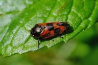 Haematoloma dorsata