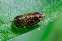 Tachycixius pilosus
