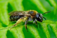 Andrena haemorrhoa