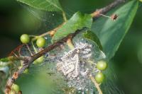Yponomeuta evonymella
