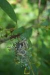 Yponomeuta evonymella