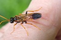 Tenthredo campestris