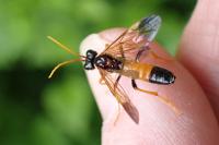 Tenthredo campestris