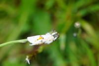 Leucodonta bicoloria