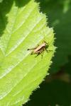 Pholidoptera griseoaptera