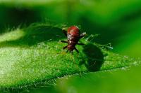 Grypocoris sexguttatus