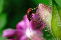 Grypocoris sexguttatus