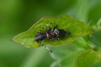 Anaglyptus mysticus
