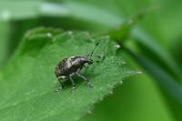 Liophloeus tessulatus