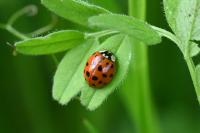 Harmonia axyridis