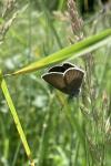 Cyaniris semiargus