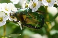 Cetonia aurata