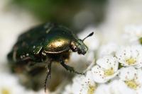 Cetonia aurata