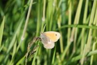Coenonympha pamphilus