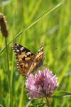 Vanessa cardui