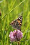 Vanessa cardui