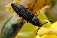 Actenicerus sjaelandicus