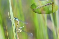 Ischnura elegans