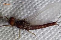 Serratella ignita