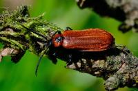 Schizotus pectinicornis