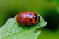 Gonioctena viminalis