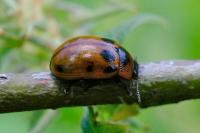 Gonioctena viminalis