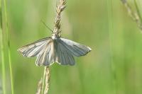 Siona lineata