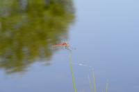 Sympetrum fonscolombii