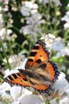 Aglais urticae