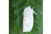 Spilosoma lubricipeda